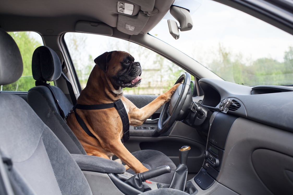 Dog driving car